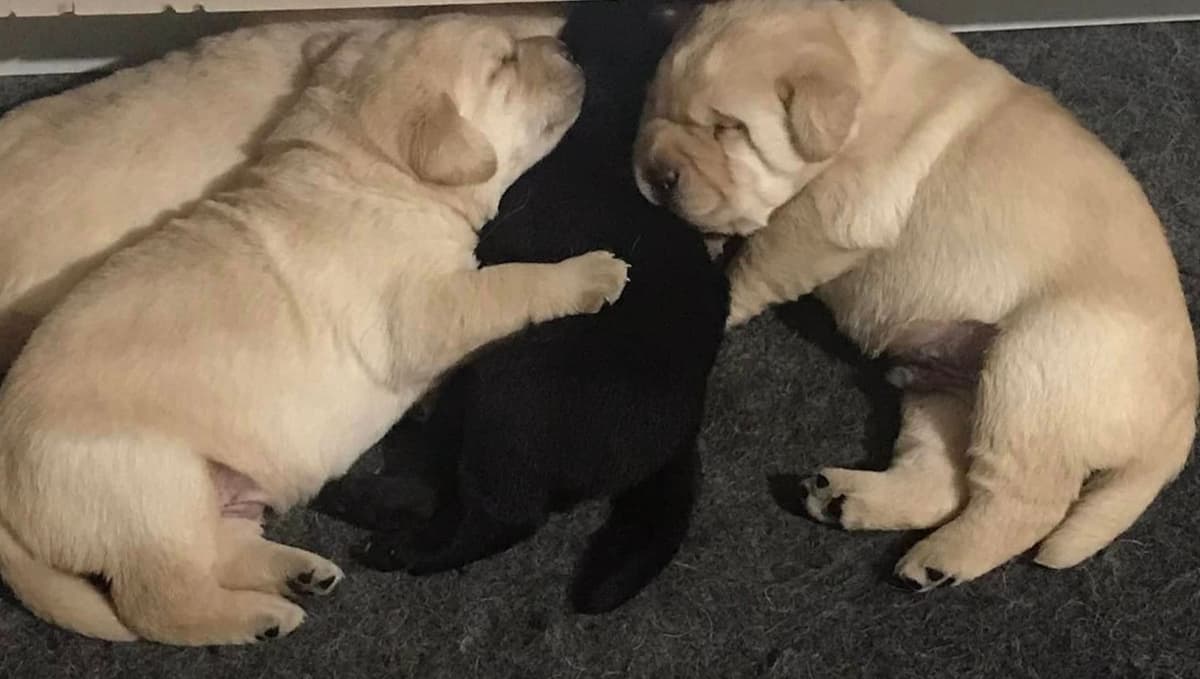 Labrador Retriever Puppies breeder image 1