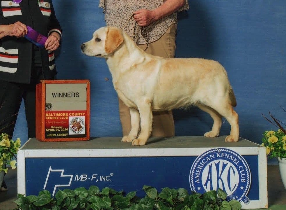 Labrador Retriever Puppies breeder image 2