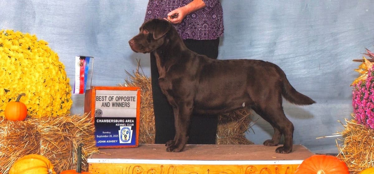Labrador Retriever Puppies breeder image 3