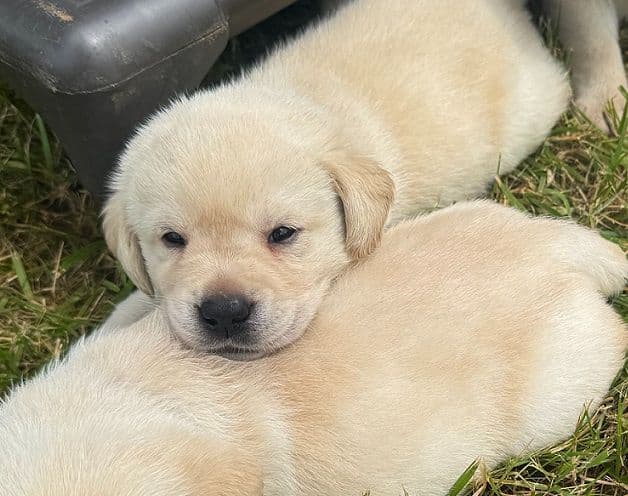 Labrador Retriever Puppies breeder image 4