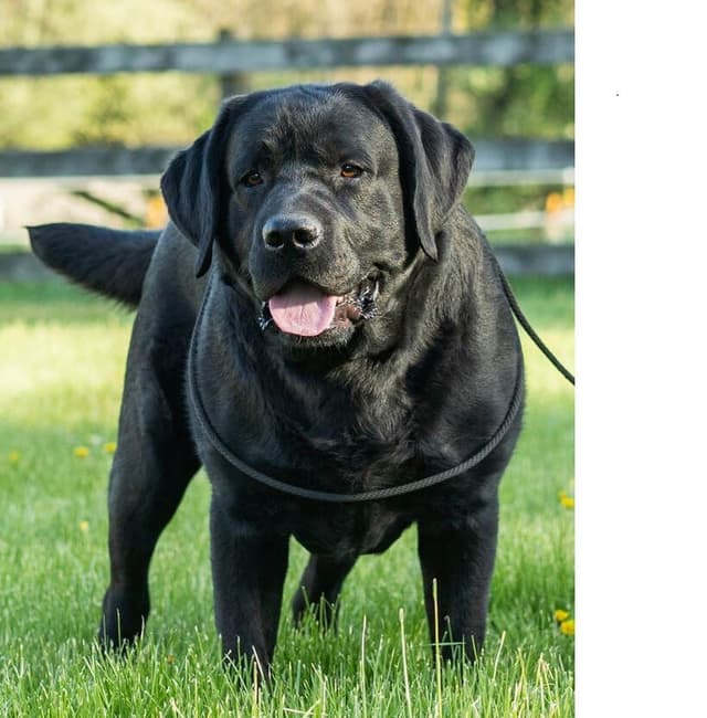 Labrador Retriever Puppies media 4