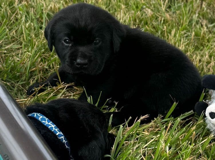 Labrador Retriever Puppies breeder image 5