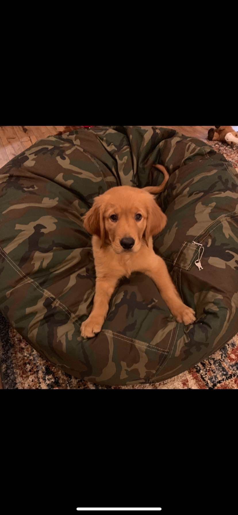 Golden Retriever Puppies breeder image 2