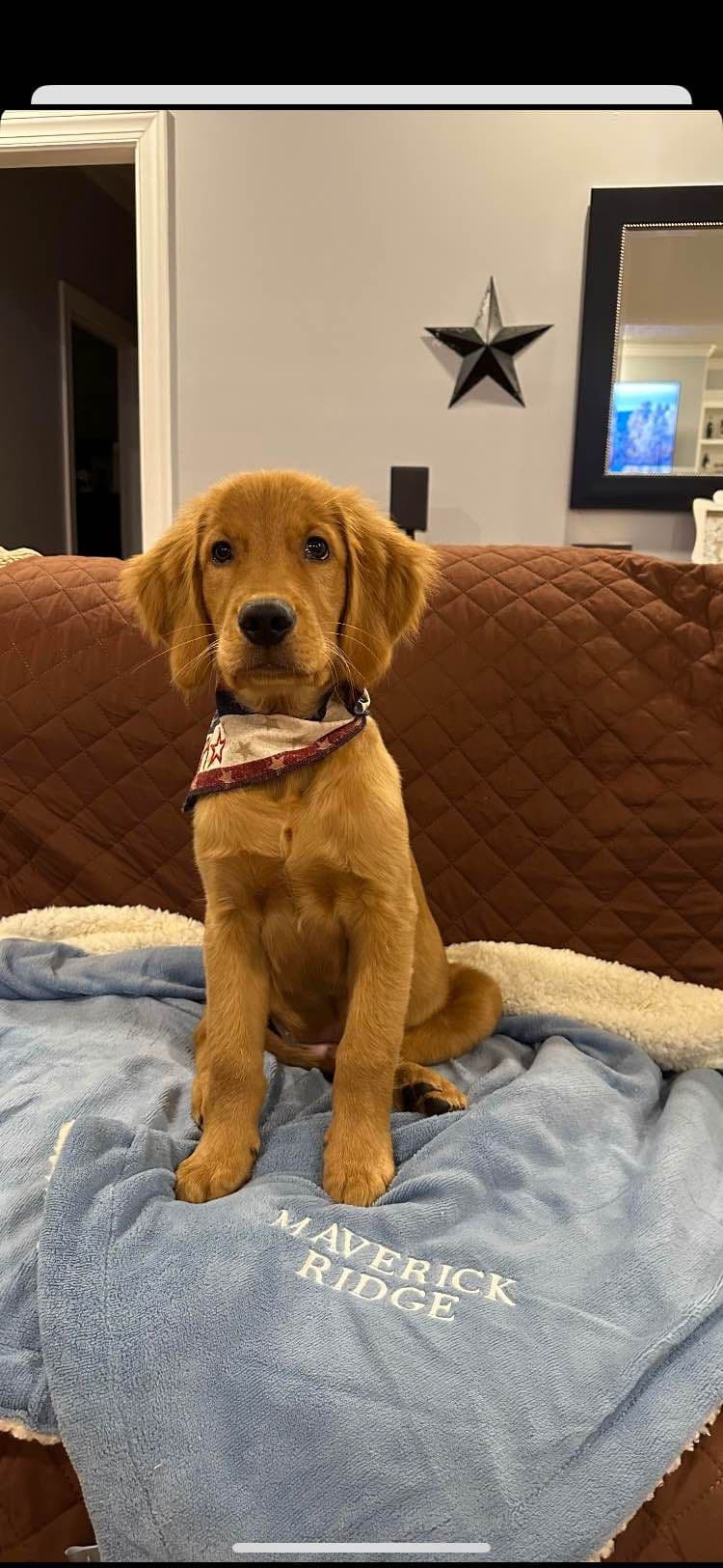 Golden Retriever Puppies breeder image 3