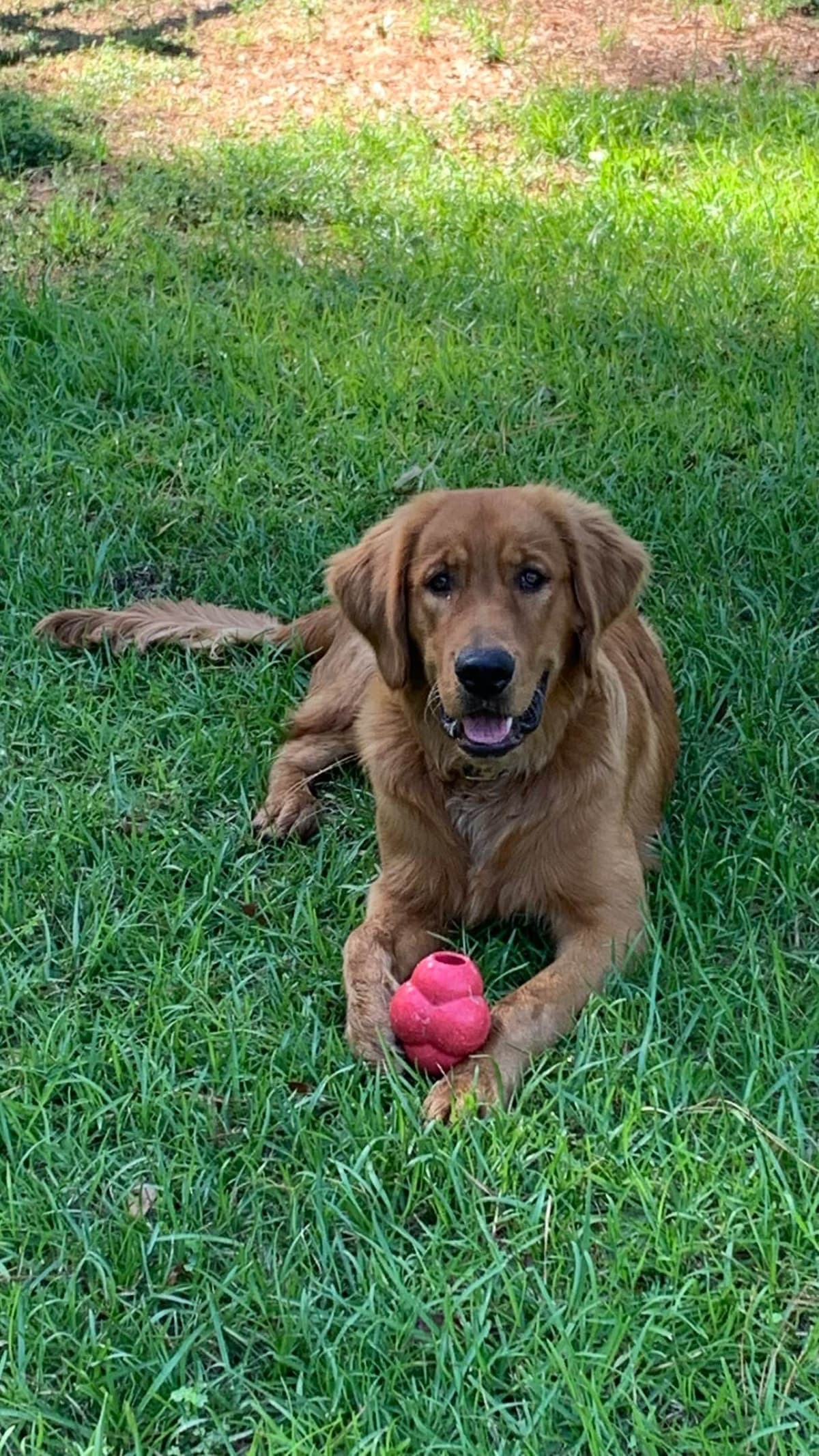 Golden Retriever Puppies breeder image 4