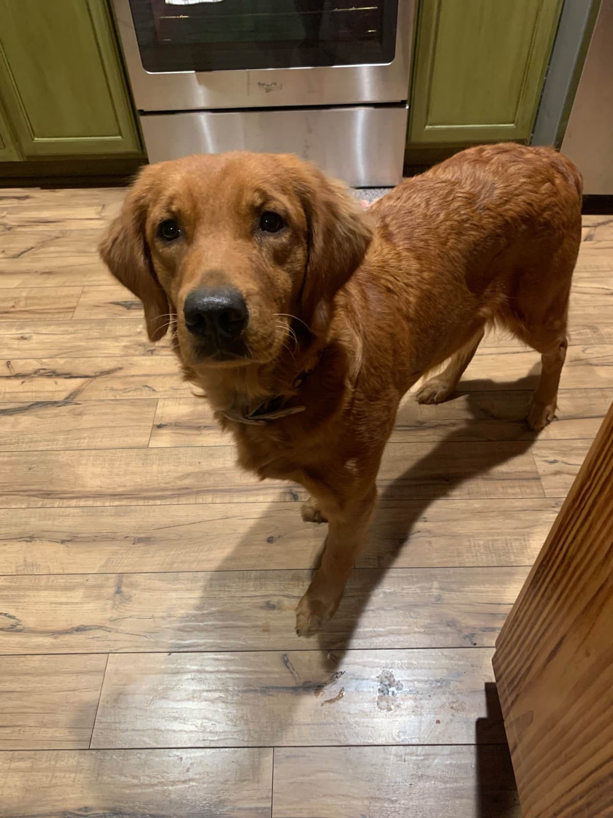 Golden Retriever Puppies breeder image 5