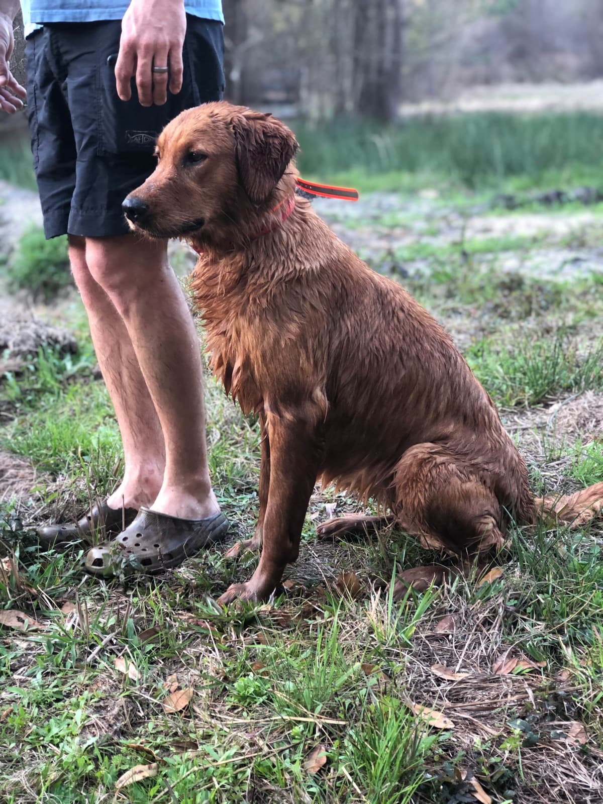 Golden Retriever Puppies breeder image 8