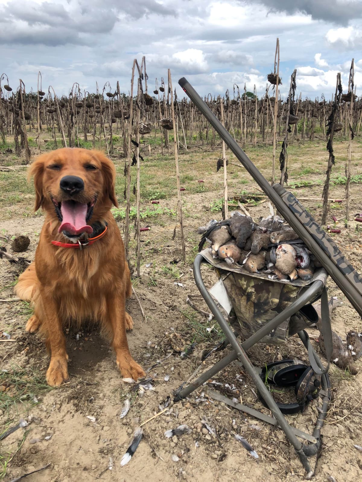 Golden Retriever Puppies breeder image 9