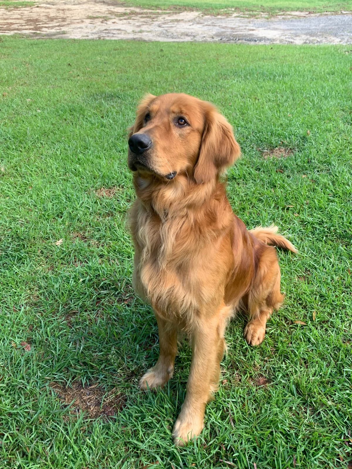 Golden Retriever Puppies breeder image 10