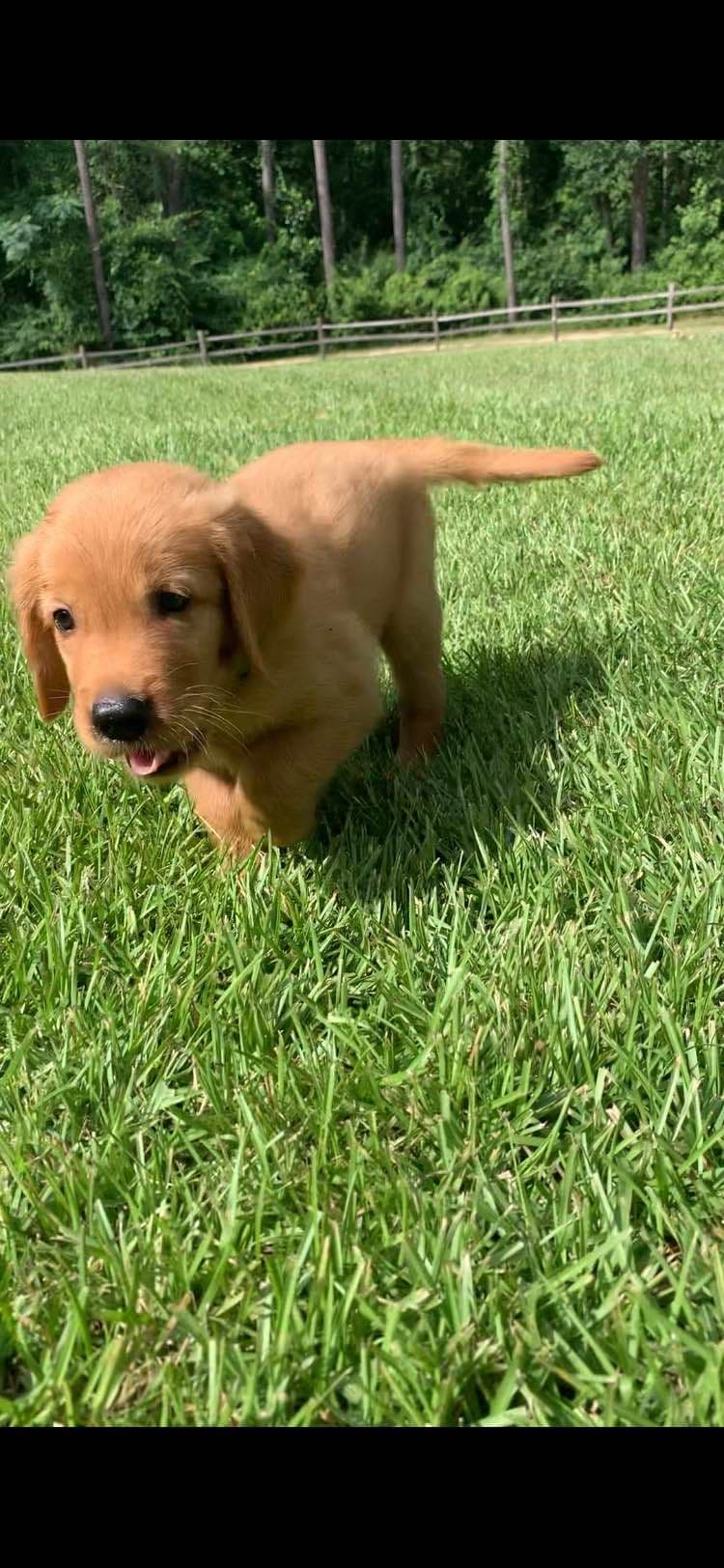 Golden Retriever Puppies breeder image 12