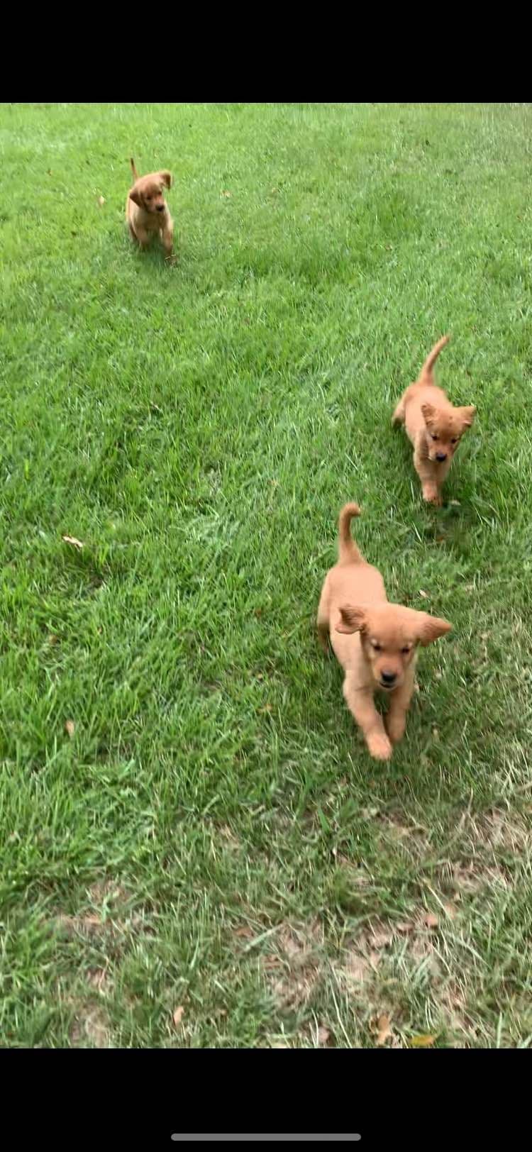 Golden Retriever Puppies breeder image 14