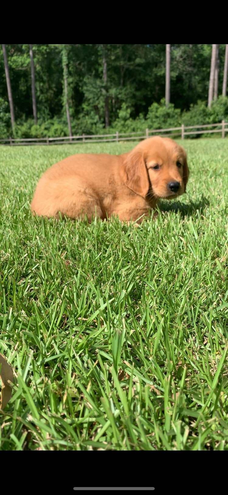 Golden Retriever Puppies breeder image 13