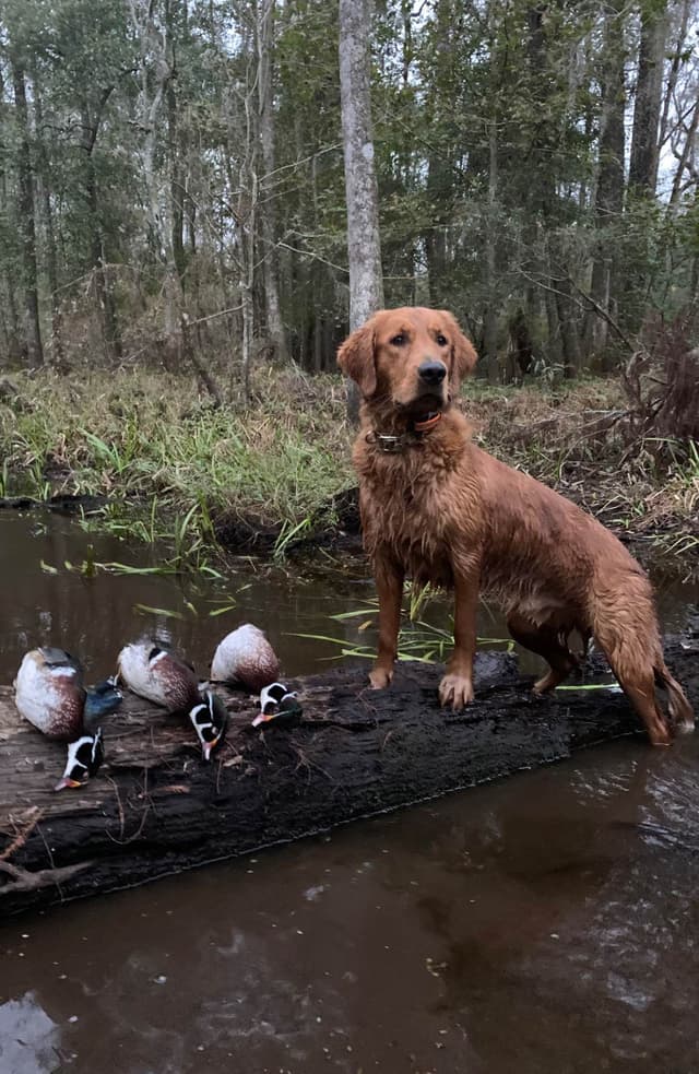Golden Retriever Puppies media 4