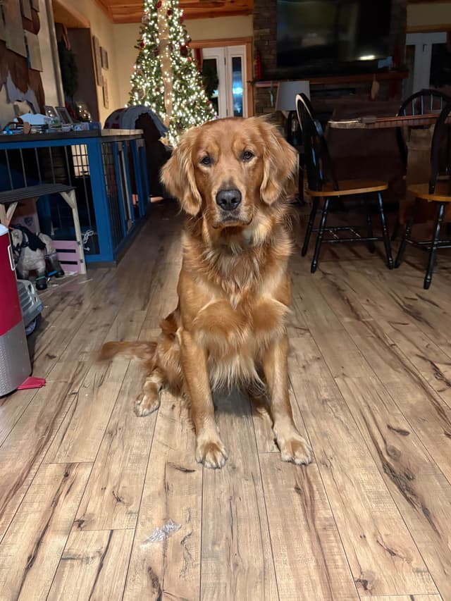 Golden Retriever Puppies media 3