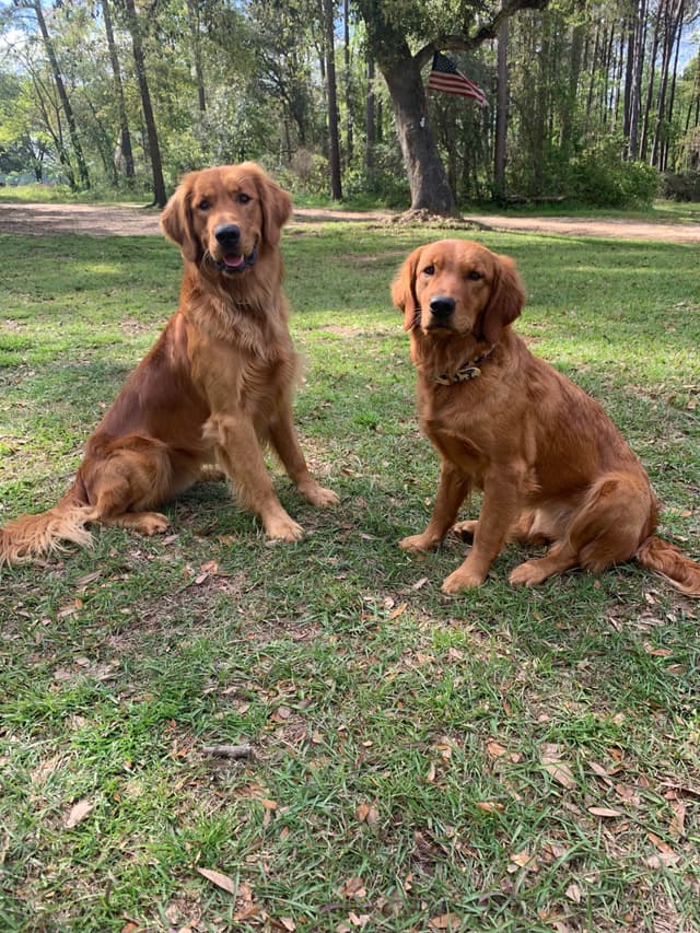 Golden Retriever Puppies media 2