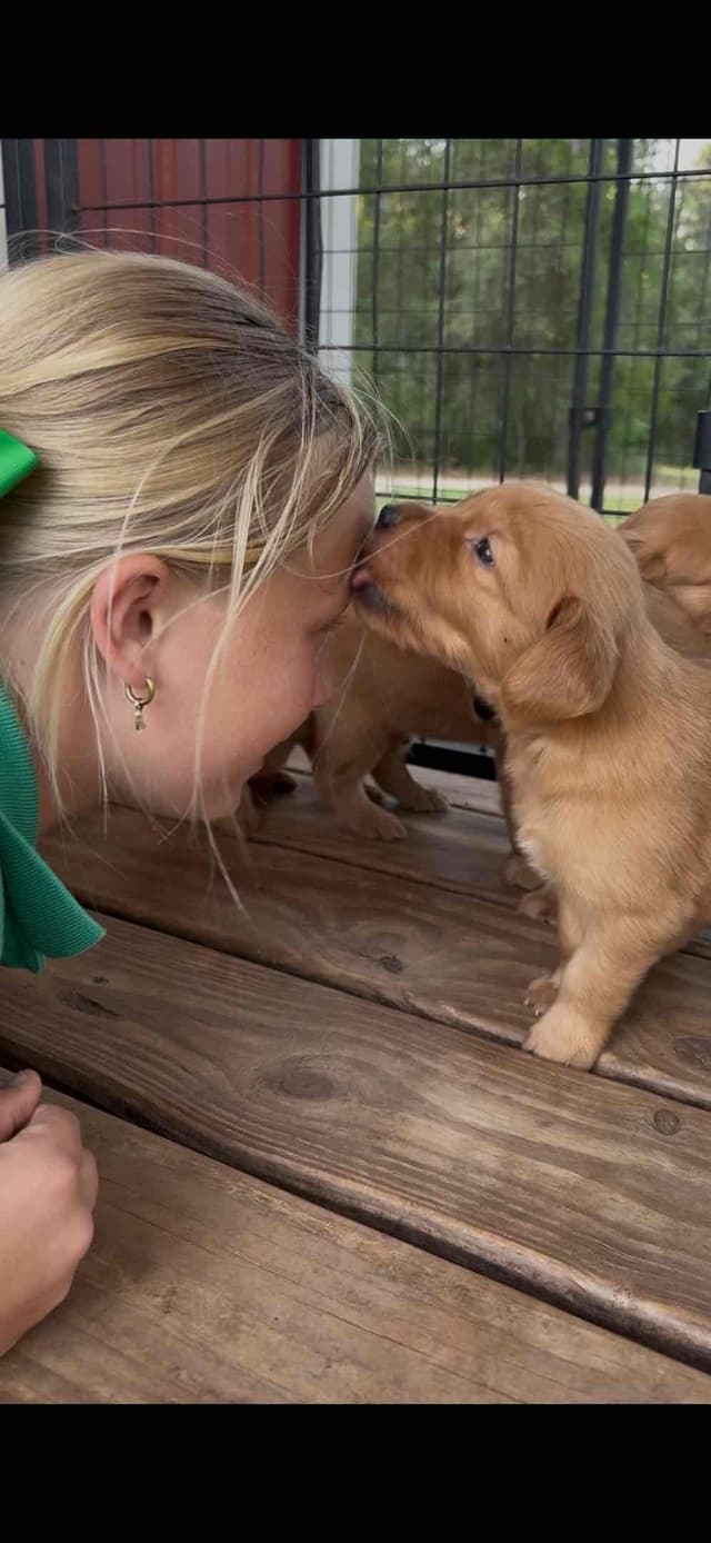 Golden Retriever Puppies media 7