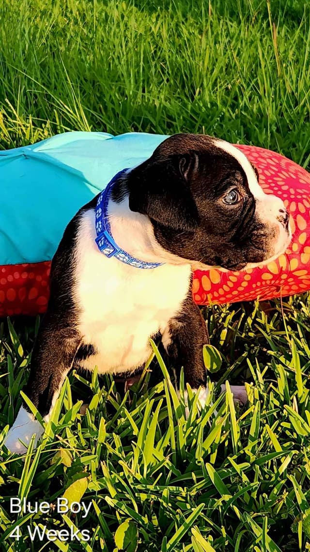 Boxer Puppies media 2