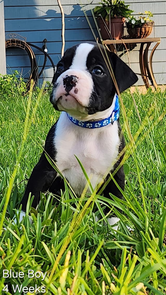 Boxer Puppies media 3