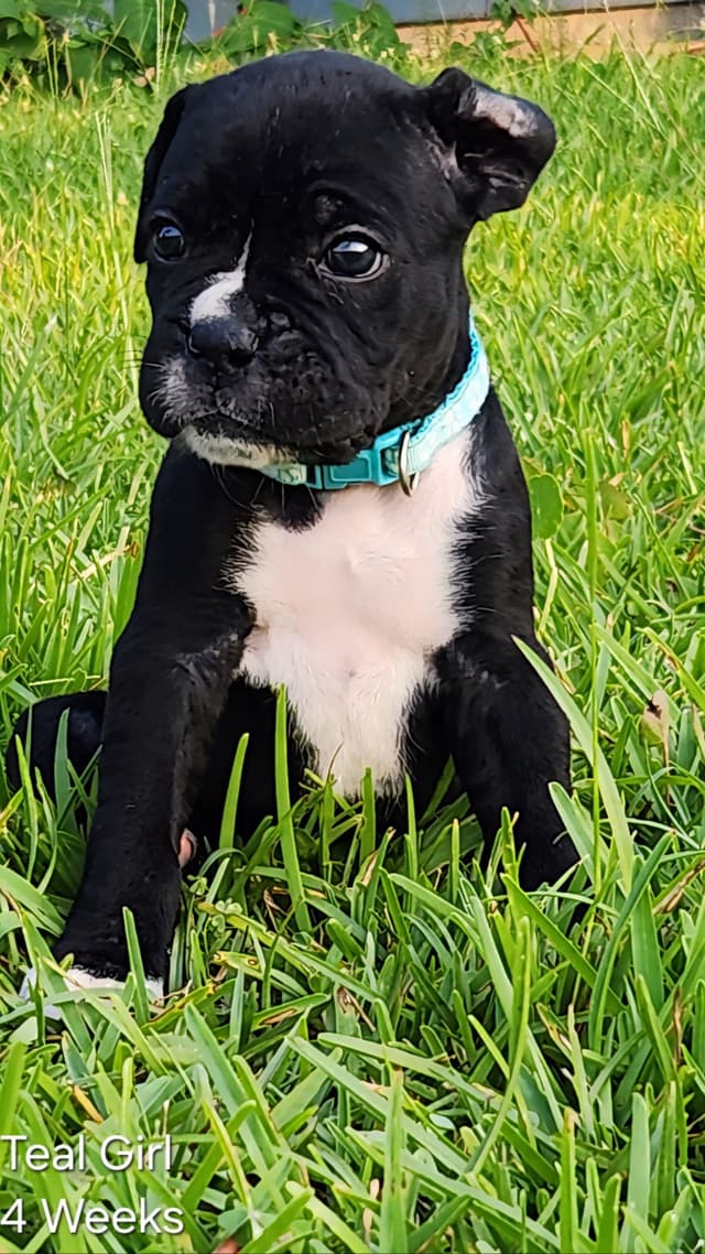 Boxer Puppies media 4