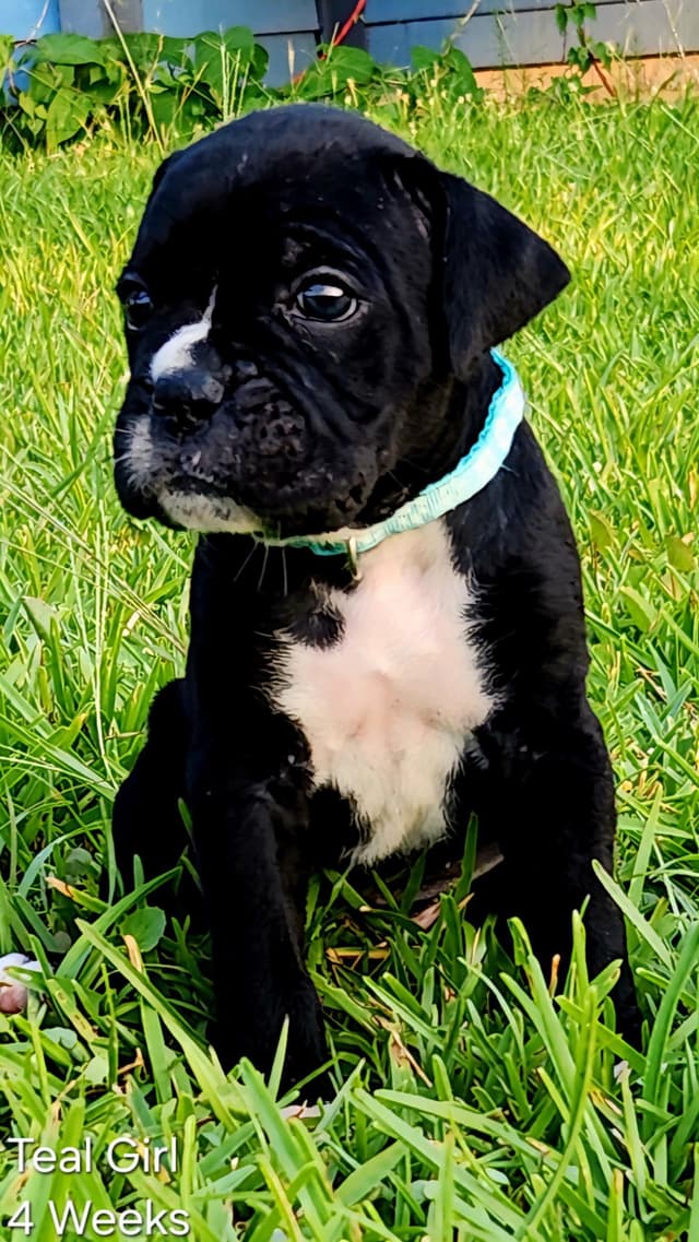 Boxer Puppies media 5
