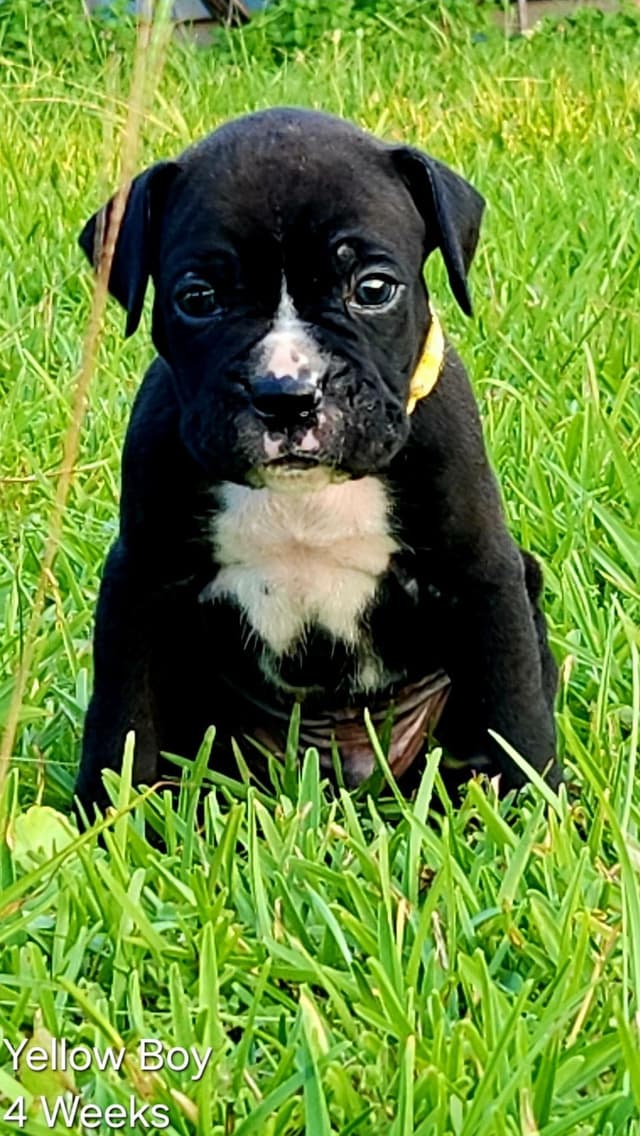 Boxer Puppies media 6