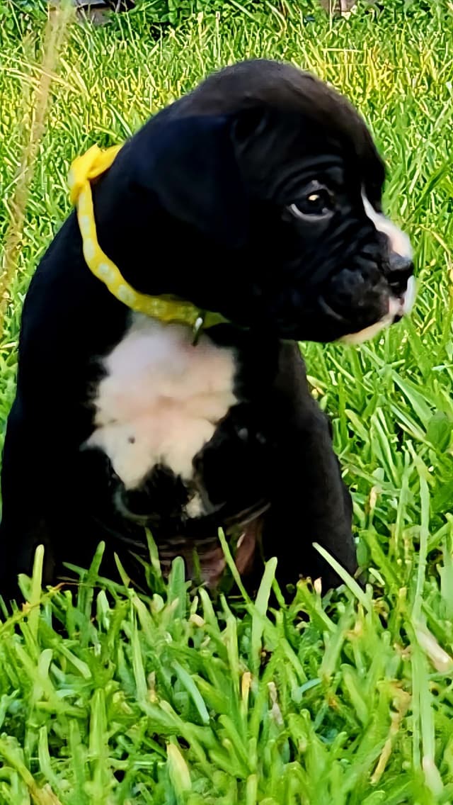 Boxer Puppies media 7