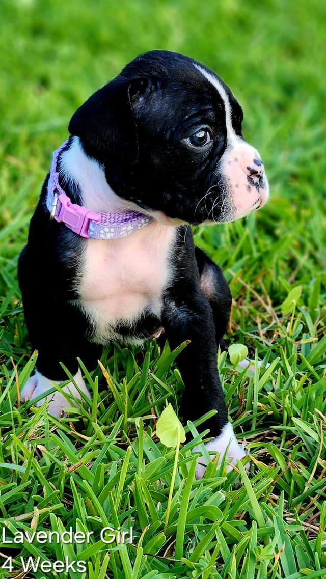 Boxer Puppies media 8