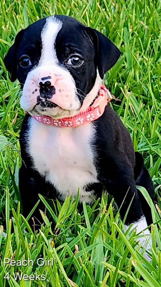 Boxer Puppies media 9
