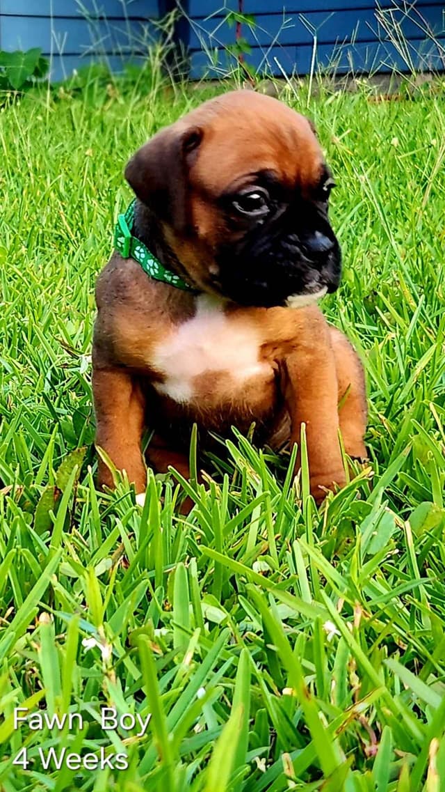 Boxer Puppies media 10