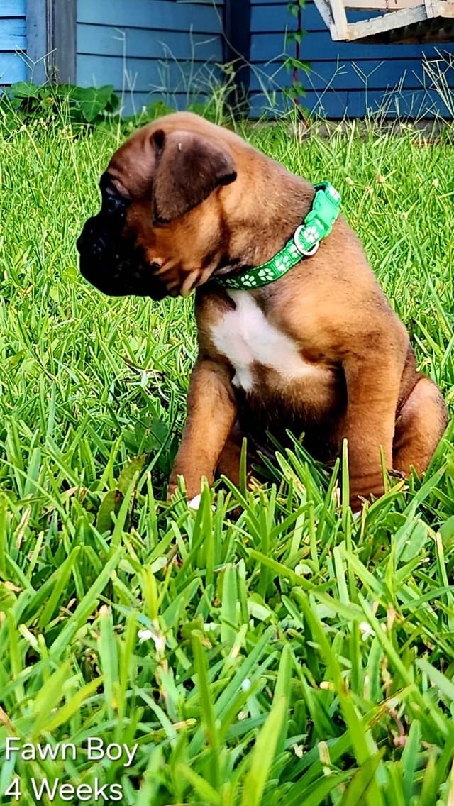 Boxer Puppies media 11
