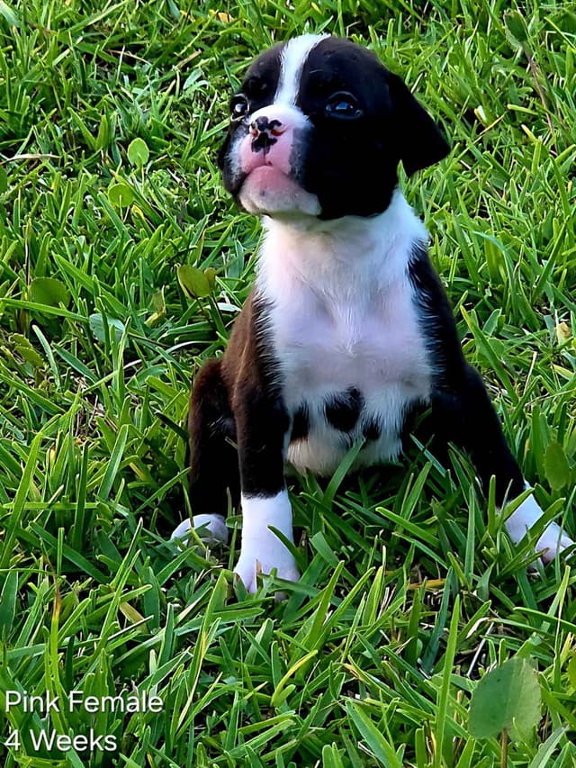 Boxer Puppies media 12