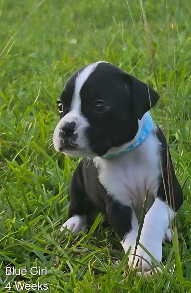 Boxer Puppies media 13