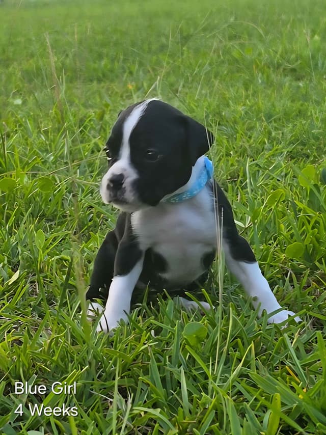 Boxer Puppies media 15
