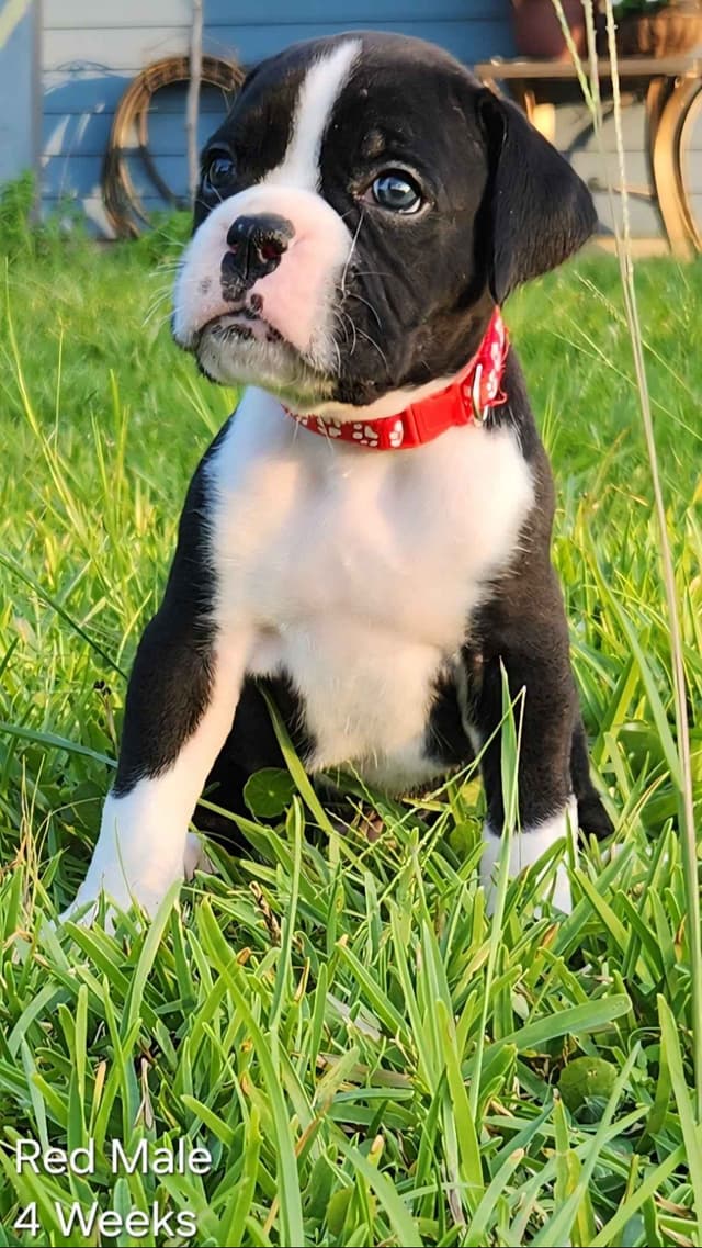 Boxer Puppies media 14