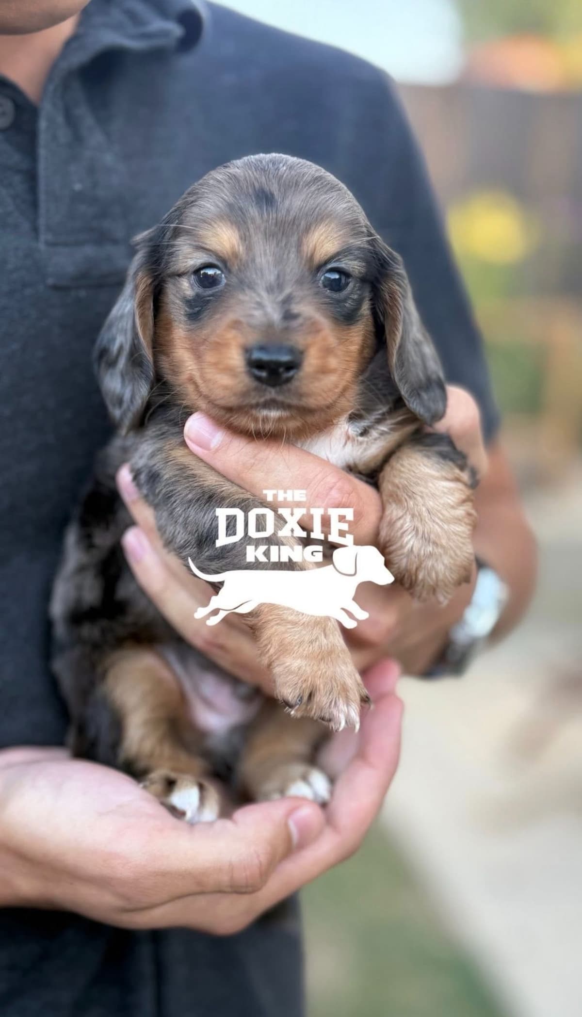 Dachshund Puppies breeder image 1