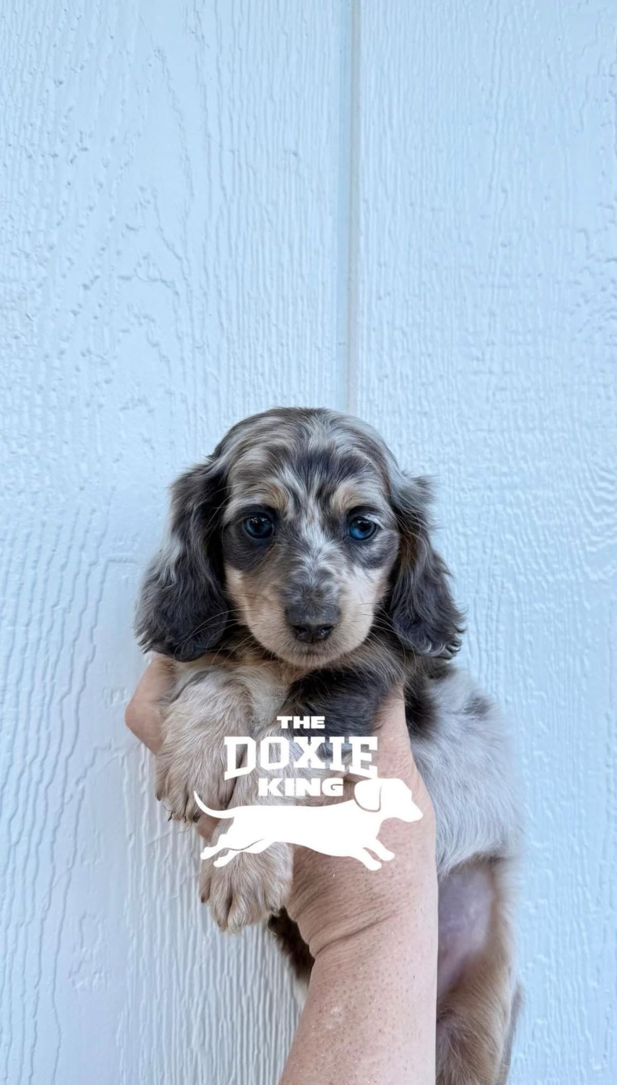 Dachshund Puppies breeder image 3