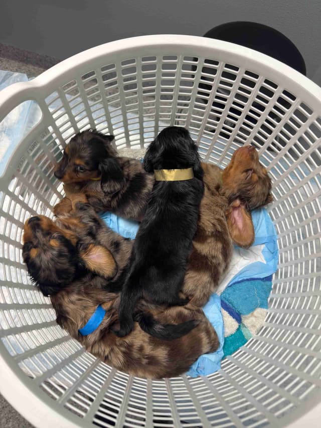 Dachshund Puppies media 2