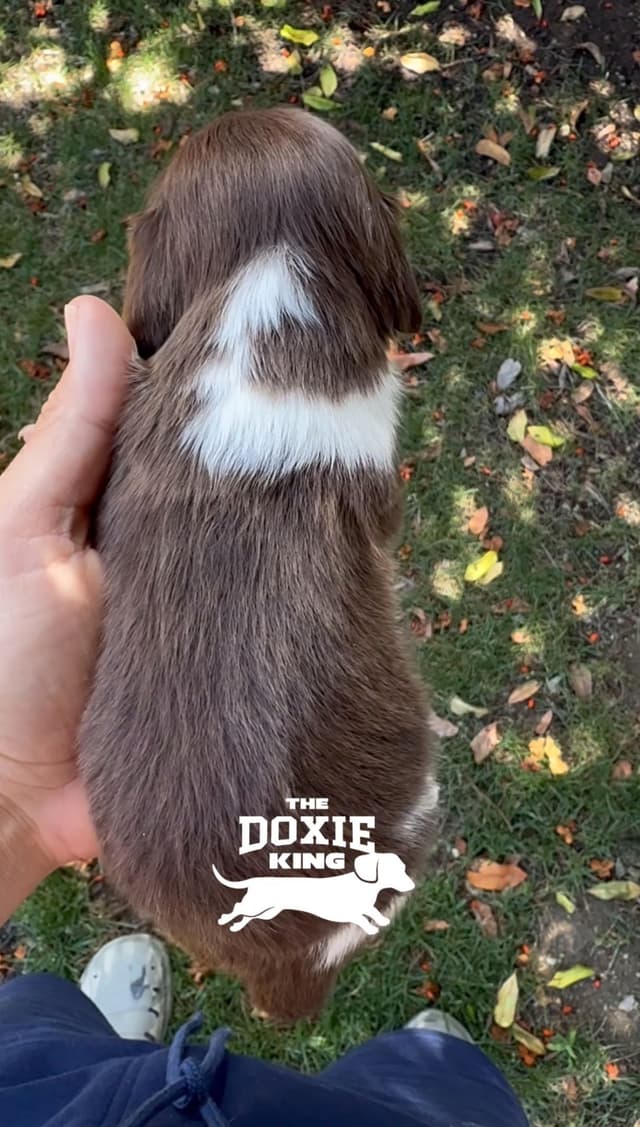 Dachshund Puppies media 2