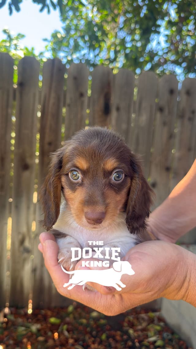 Dachshund Puppies media 3