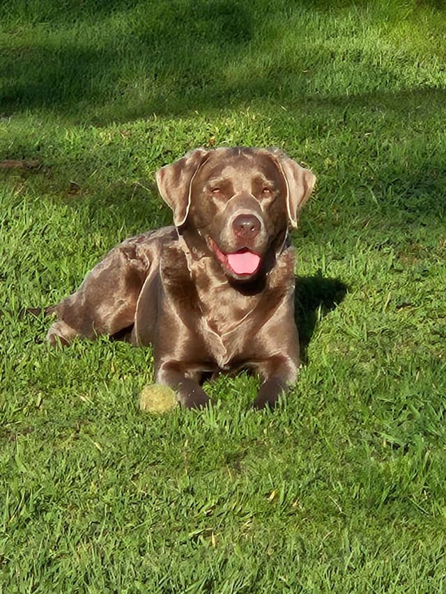 Labrador Retriever Puppies media 2