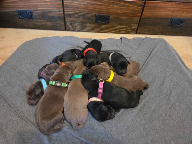 Labrador Retriever Puppies media 3