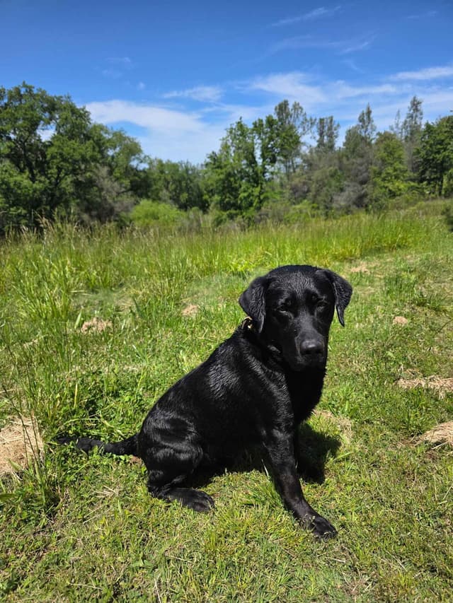 Labrador Retriever Puppies media 5