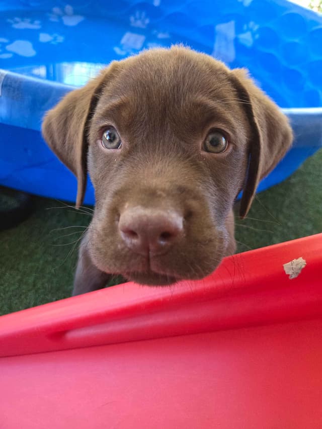 Labrador Retriever Puppies media 7