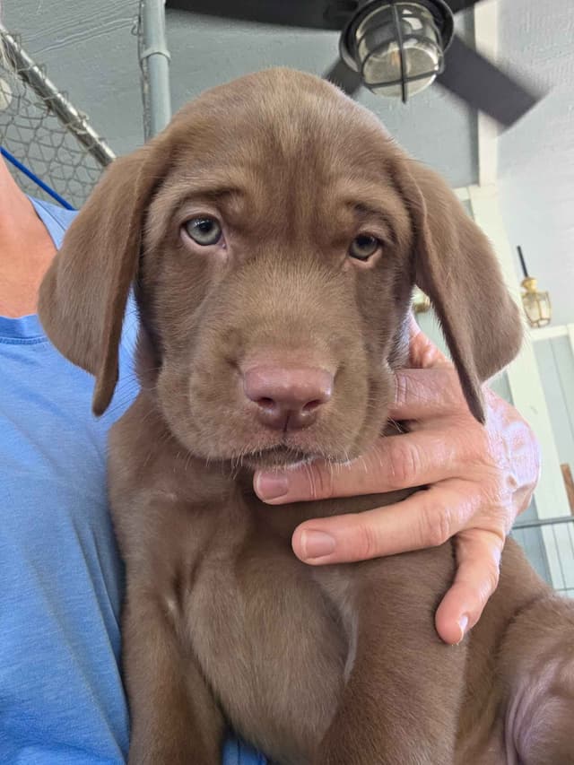 Labrador Retriever Puppies media 8