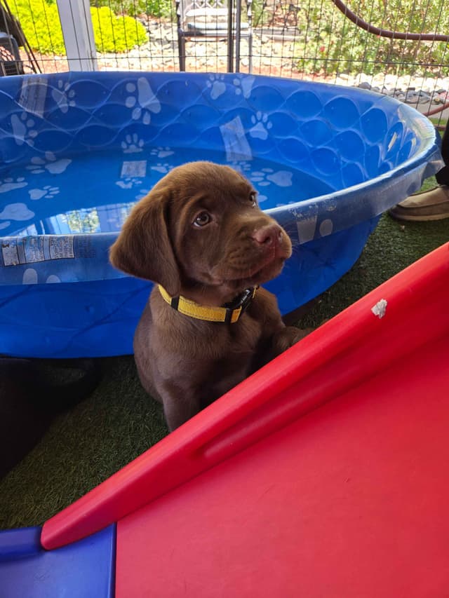 Labrador Retriever Puppies media 9