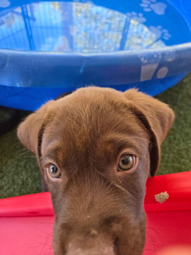 Labrador Retriever Puppies media 10