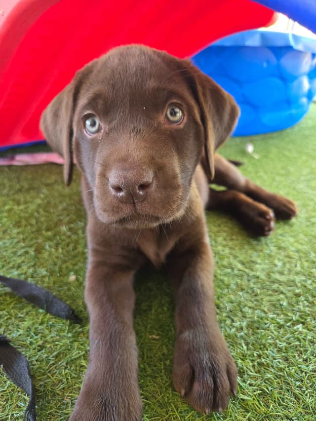 Labrador Retriever Puppies media 11