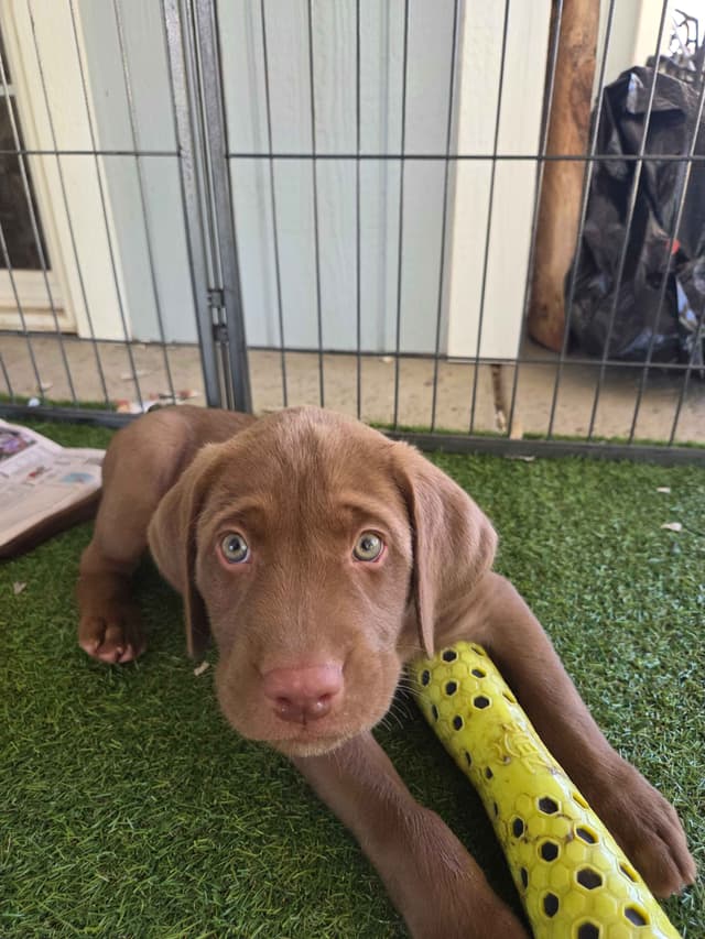 Labrador Retriever Puppies media 12
