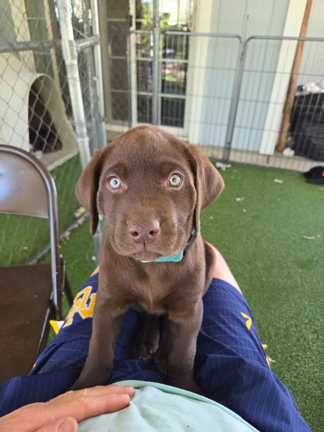 Labrador Retriever Puppies media 13