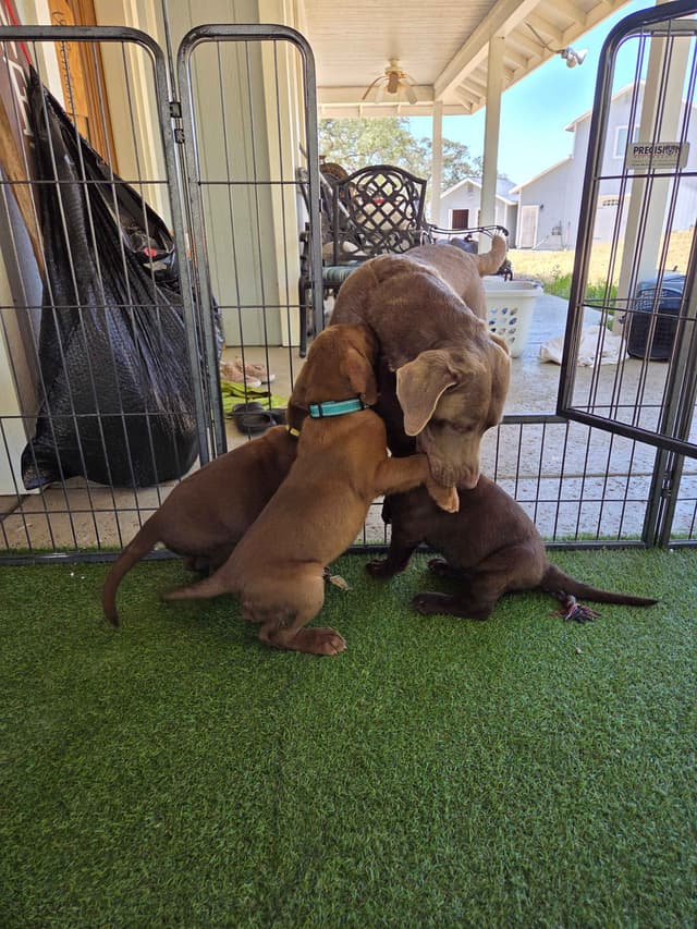 Labrador Retriever Puppies media 14